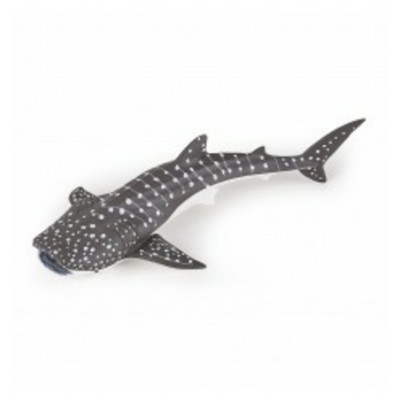 JEUNE REQUIN BALEINE