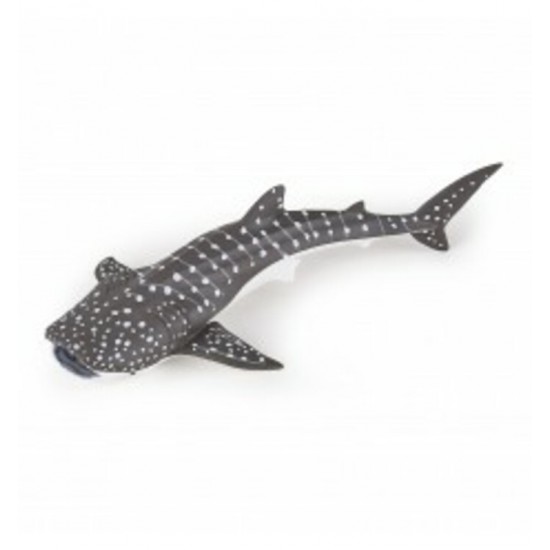 JEUNE REQUIN BALEINE