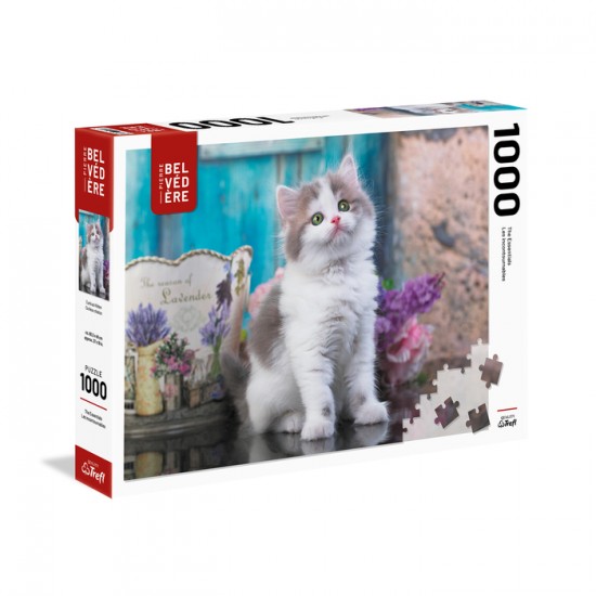 PZ 1000 / CURIEUX CHATON