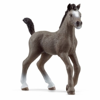 CHEVAL DE SELLE FRANCAIS POULAIN CHEVAL DE SELLE FRANCAIS POULAIN