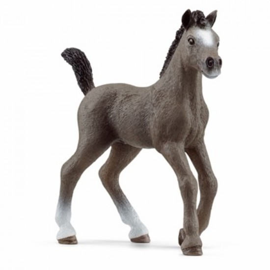 CHEVAL DE SELLE FRANCAIS POULAIN