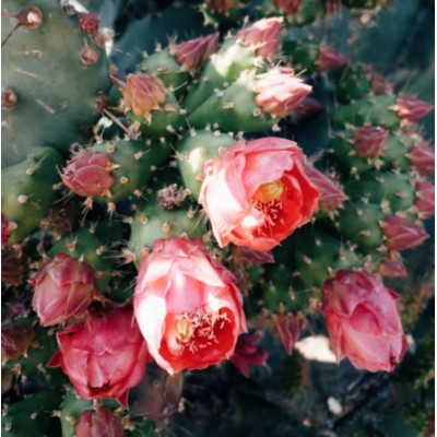Fleurs de cactus + Santal - MOODGIE