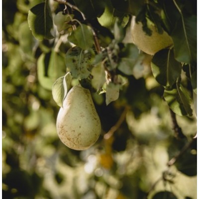 Poire d'Anjou + Cassis - MOODGIE