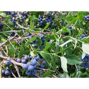 Bleuets Bio