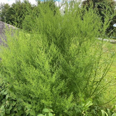 Artemisia annua