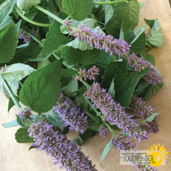 Agastache