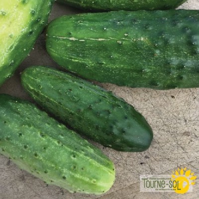 Cornichon National Pickling