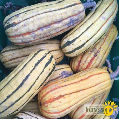 Courge Delicata Zeppelin