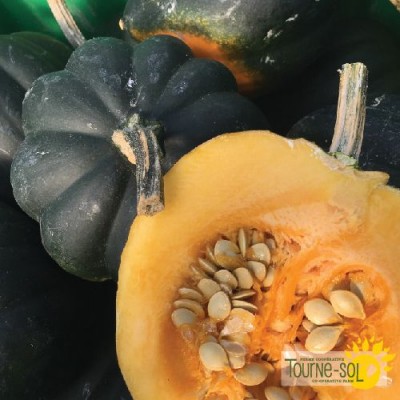 Courge Poivrée Sweet Reba