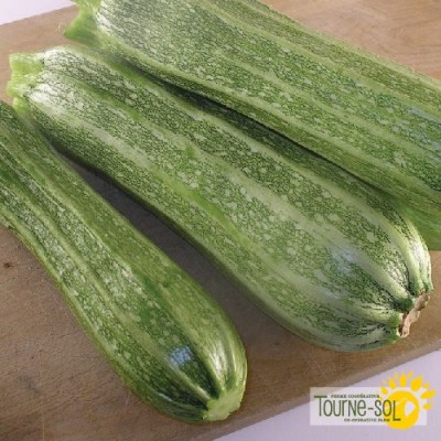 Courgette Costata Romanesca