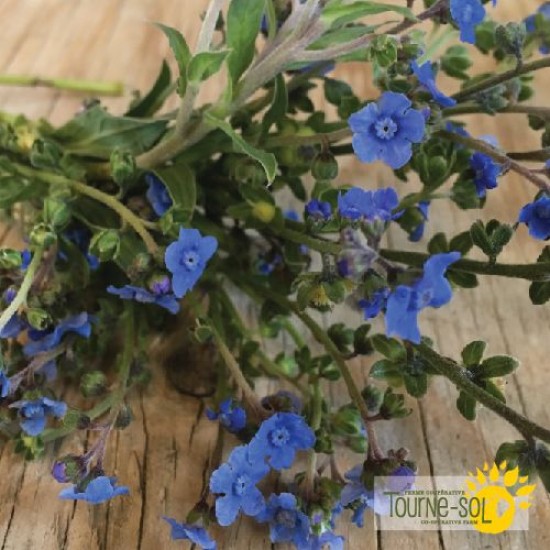 Cynoglossum Blue Chinese Forget-Me-Not