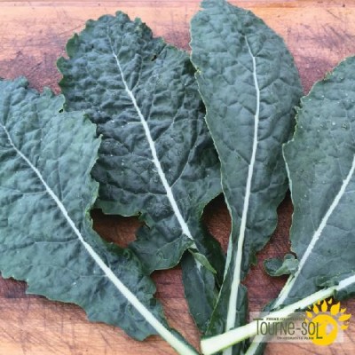 Kale Lacinato