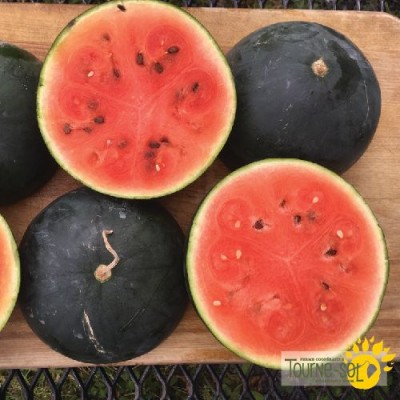 Melon d'Eau Blacktail Mountain