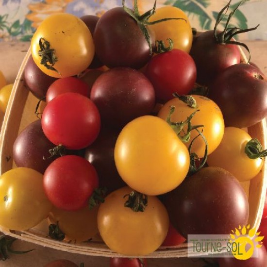 Tomates Cerises Mélangées