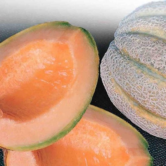 Cantaloupe Delicious