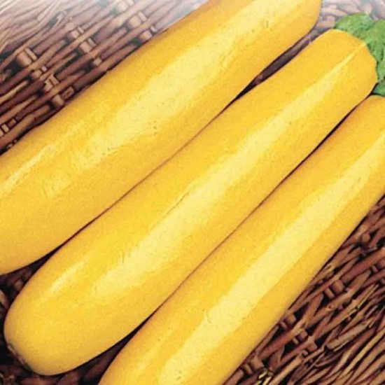 Courgette Ruee Vers l'Or (Gagnant AAS)