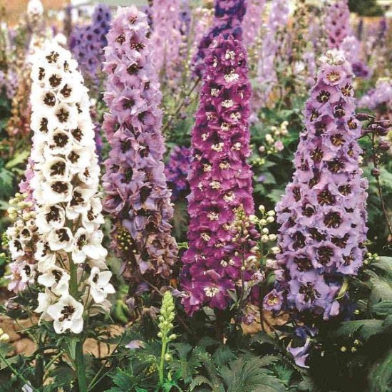 Delphinium Pacific Giants