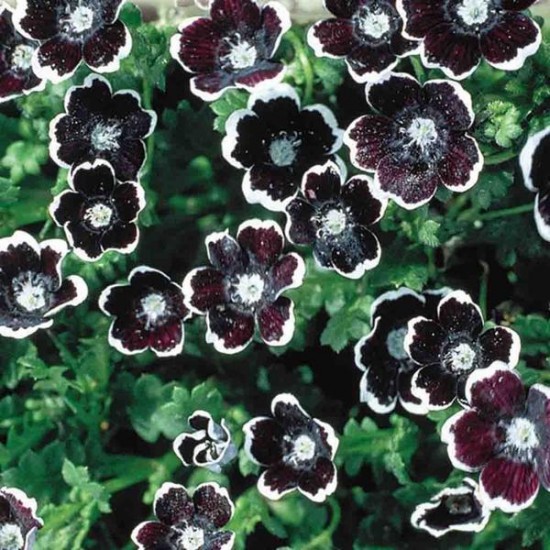 Nemophile Penny Black