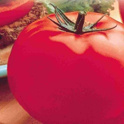 Tomate Big Beef Hybride