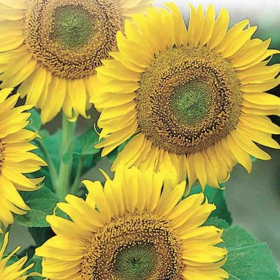 Tournesol à grosses graines