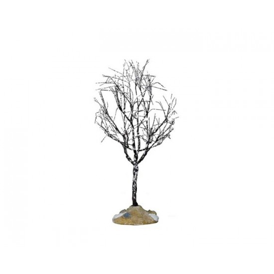 Arbre Butternut noyer cendrer # 64097