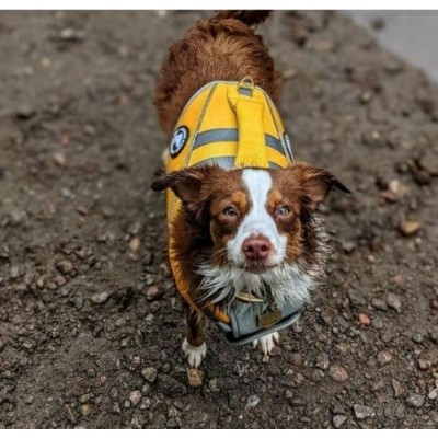 VESTE DE FLOTTAISON POUR CHIEN
