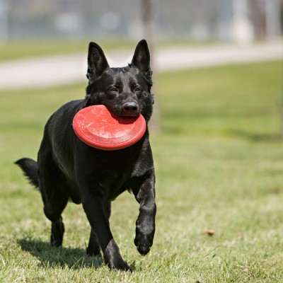 FRISBEE ROUGE EN CAOUTCHOUC LARGE