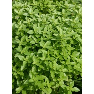 Basilic exotique