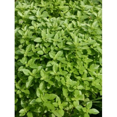 Basilic exotique