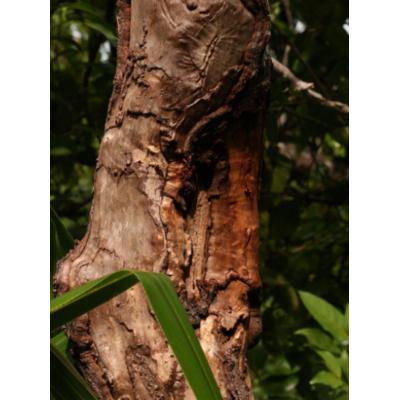 Cannelle (feuilles) de Madagascar
