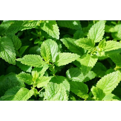 Eau de Menthe poivrée 