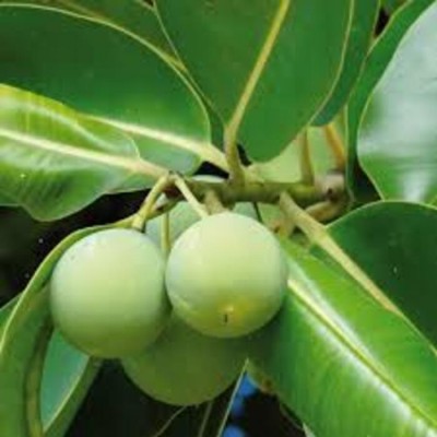 Margousier Biologique