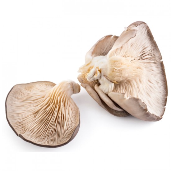 CHAMPIGNON PLEUROTE HUITRE GRISE / ONTARIO 910GR