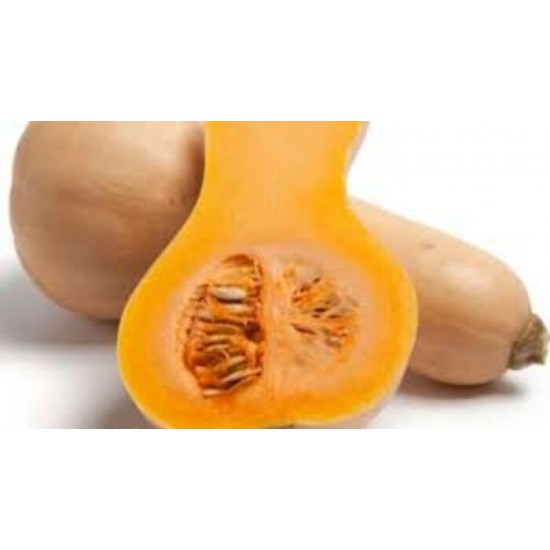 COURGE BUTTERNUT / QUEBEC 15KG