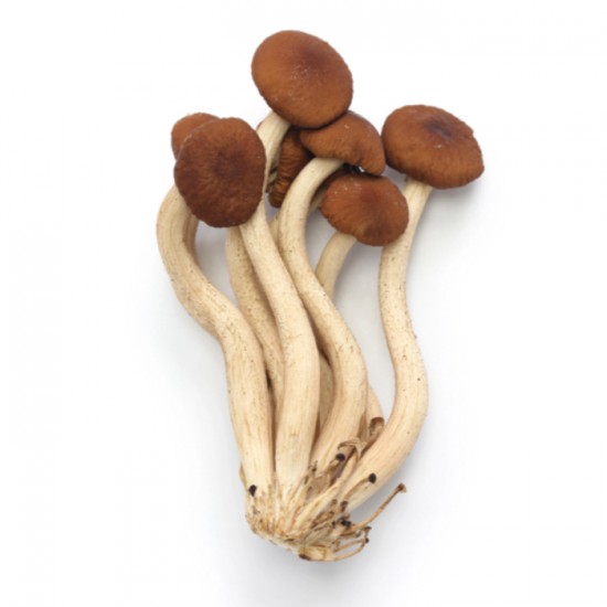 CHAMPIGNON PIOPINNO / CHAPEAUX GOURMAND 0.907KG