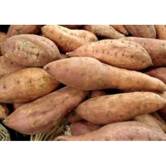 POMME DE TERRE DOUCE YAM / ETATS-UNIS 18.2KG