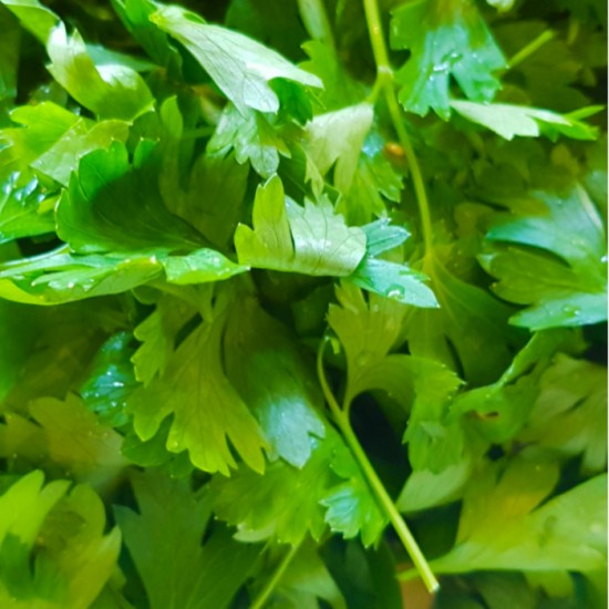 LAITUE ROQUETTE (ARUGULA) / CALIFORNIE