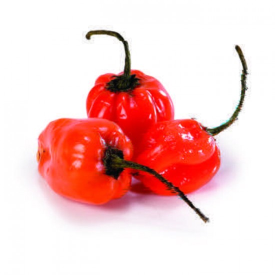 PIMENT HABANERO / BELGIQUE 2KG