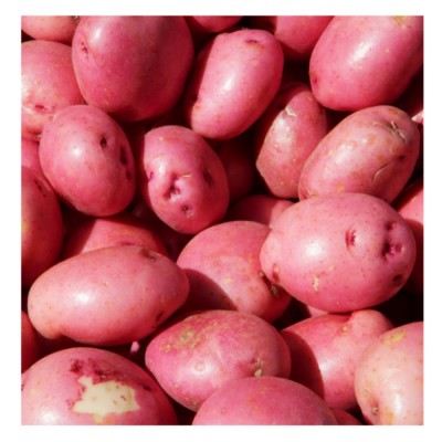 POMME DE TERRE GRELOT ROUGE / QUEBEC