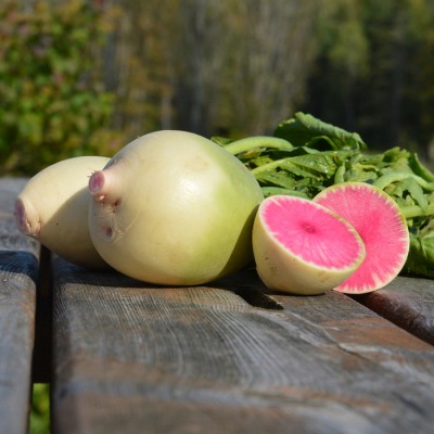 RADIS MELON D'EAU / QUEBEC