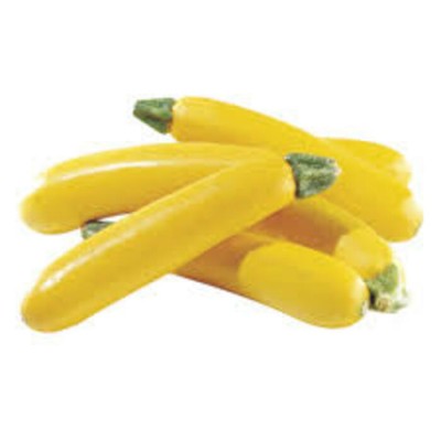 ZUCCHINI JAUNE / QUEBEC