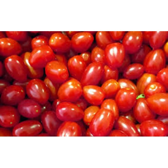 TOMATE RAISIN ROUGE / MEXIQUE 12UN