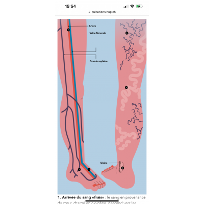 Varices-Cours circulatoire #2