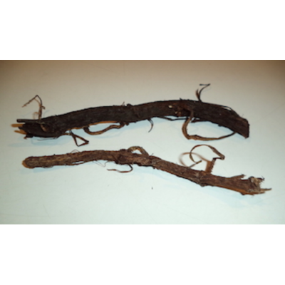 Rhizome de houblon - 13 variétés (QC) Pré-commande
