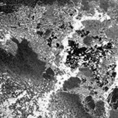 Levure Omega OYL-201 - Brettanomyces Claussenii