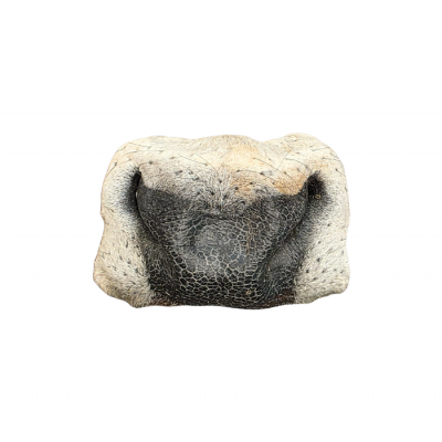 Vrac pour chien Nez poilu
