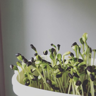 Tournesol en vrac 150g