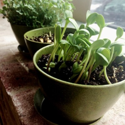 Tournesol en vrac 150g