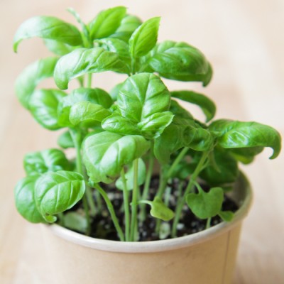 Minipot basilic Minipot basilic