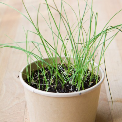 Minipot ciboulette Minipot ciboulette
